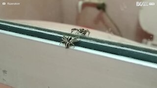 Une araignée attaque son propre reflet