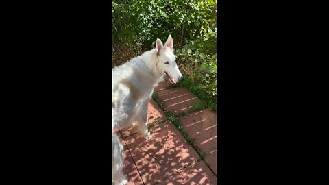 Dog loves to sing 🎶 to sirens 🚨