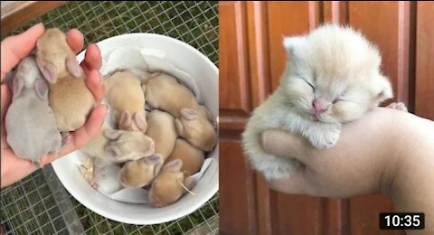 Cute baby animals in pet