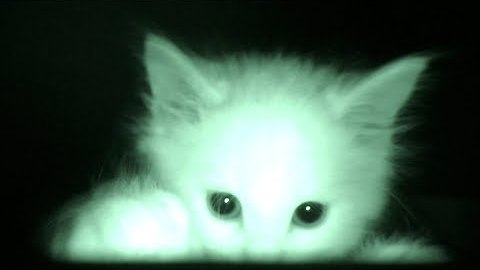 Man Is Confused Why His Cats Sleep All Day, He Sets Up Camera At Night And Watches This Footage