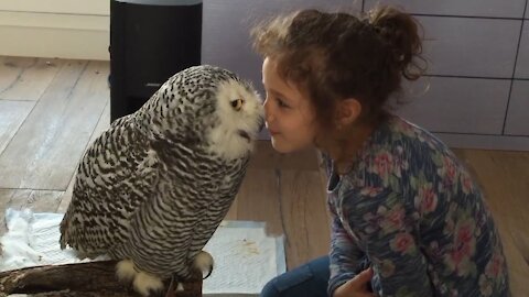 Owl Kissing Little Girl While Playing