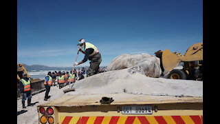 Whale carcass washed up