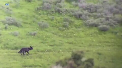 Colorado Parks and Wildlife hosting education meeting on wolves reintroduction