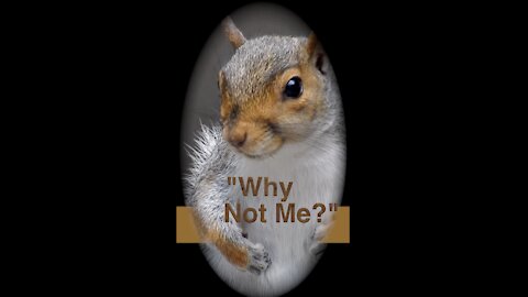 Why not me? (Short) Visit & imaginary conversation with a squirrel! Original audio.