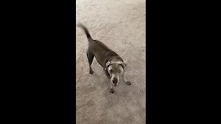 Crazy Dog Gets Intense Case Of The Zoomies