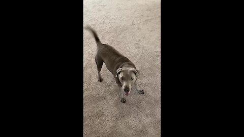 Crazy Dog Gets Intense Case Of The Zoomies
