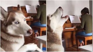 Husky howls along with piano