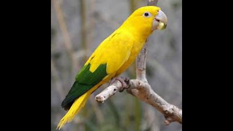 cute lovely parrot