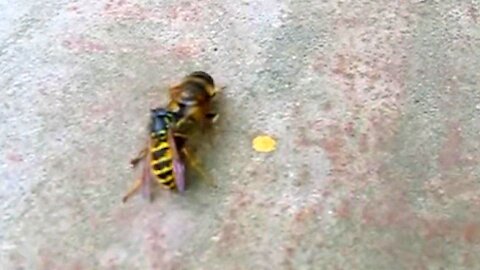 Wasp ambushes fly from the back