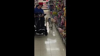 Viral video of service dog Toli