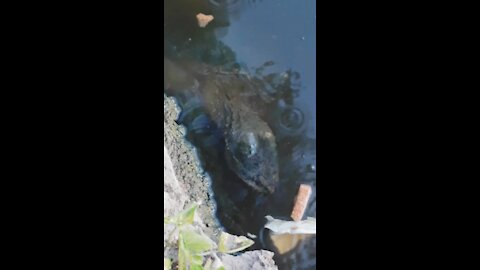 Giant Alligator Snapping Turtles