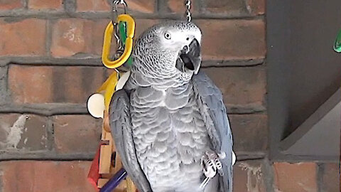 Sweet talking parrot has a great pick-up line