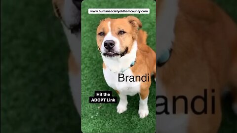 Brandi needs a forever home..