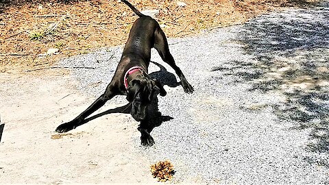 Great Dane puppy is adorably angry with leaves on her driveway