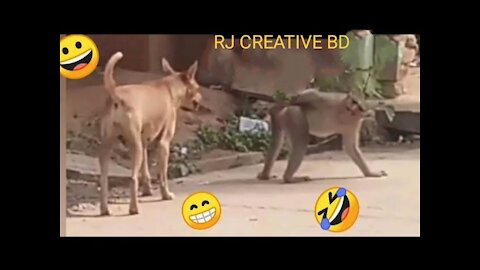 Funny video || dog and monkey.
