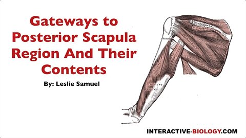 093 Gateways To The Posterior Scapular Regions and Their Contents