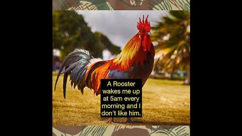 A Rooster Wakes Me Up and I Don't Like Him
