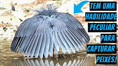 Garça-negra? Conheça a ave africana que faz ‘guarda-chuva’ com as asas para pescar
