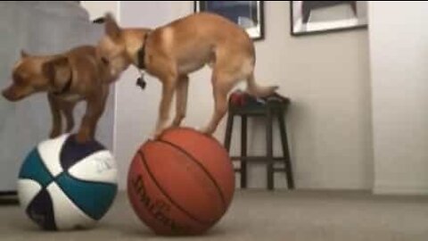Chihuahuas balance themselves on top of basketballs!