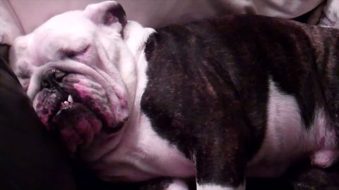 Adorable Snoring Bulldog