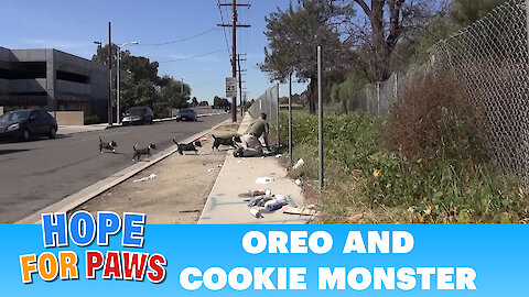 OMG! Oreo races to protect Cookie Monster. Now both are looking for a home. Please share.