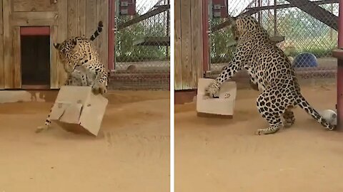 Jaguar Playing with a cardboard box and having fun