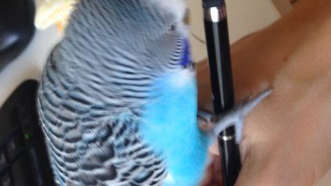 Give me the pen