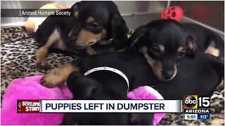 Five puppies abandoned in a duffel bag inside Phoenix dumpster