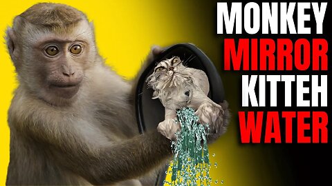 Monkey Mirror Kitteh Water