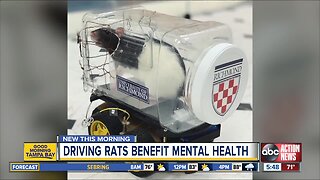 Rats learn to drive tiny cars, could advance human mental health treatment