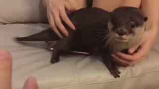 This otter is so protective of its owner!