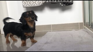 Water-loving puppy jumps into shower with her owner