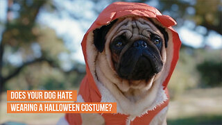 Does your dog hate wearing a Halloween costume?