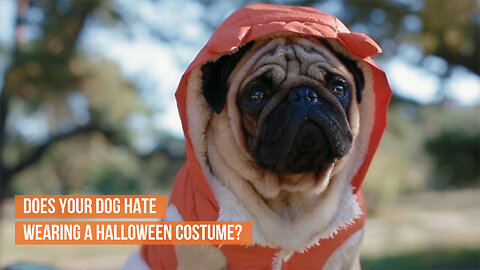 Does your dog hate wearing a Halloween costume?