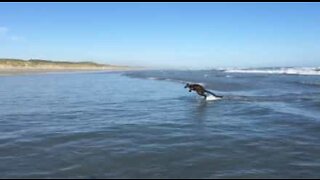 Søt wallaby nyter bølgene på en strand i Australia