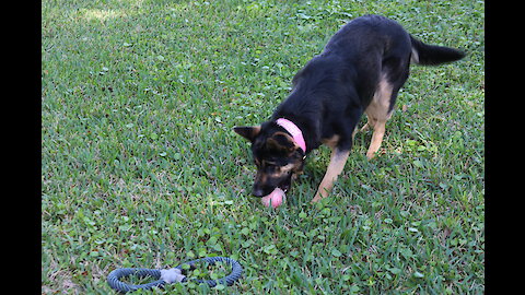 Skylar fetches her ball in the backyard