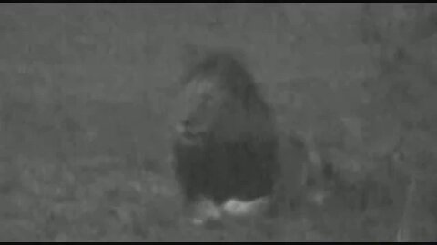 Male Lion Roar - Near Darkness b/w
