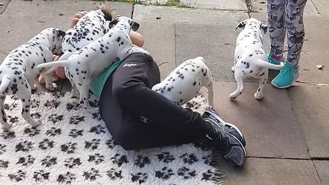 Kid Is Totally Swarmed By Litter Of Dalmatian Puppies