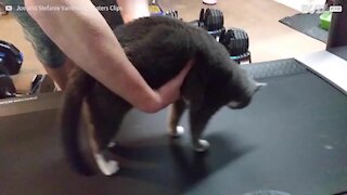 Gato se nega a fazer exercício!