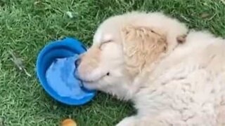 Puppy sleeps and drinks water at the same time