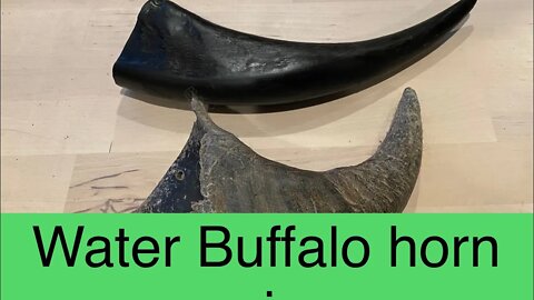 Water buffalo horn dog toy review- giant dog approved