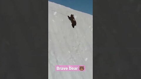 Brave bear 🐻💖 #shorts #short #cute #bear #brave #threeteatrees #heartwarming