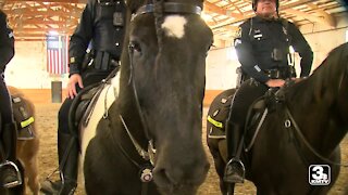 Moving Forward: OPD Patrol Horses