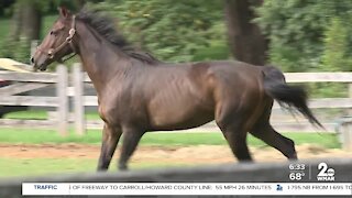 Two horses shot and killed at farm