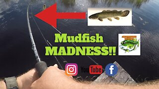 Mudfish MADNESS!!