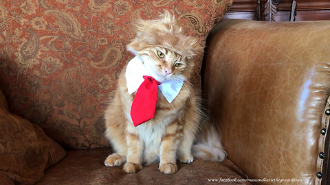 Funny Cat Models Trump Halloween Costume