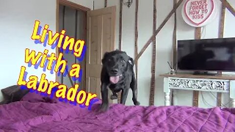 All About livin with Percy the Black Labrador - cute dog video