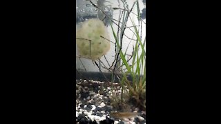 PNW Salamander Eggs and Tadpoles - Day 7 UPDATE