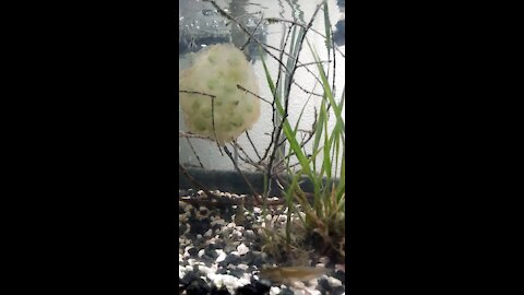 PNW Salamander Eggs and Tadpoles - Day 7 UPDATE
