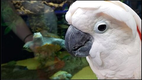 Moluccan Cockatoo is scared of Turtles